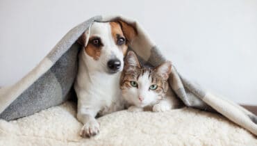 Which Dog or Cat Breed Should You Adopt?