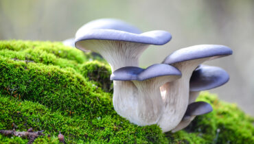 What Do You Know About Mushrooms? | 2023 Free & Honest Quiz