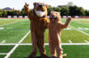 Which Sports Mascot Are You?