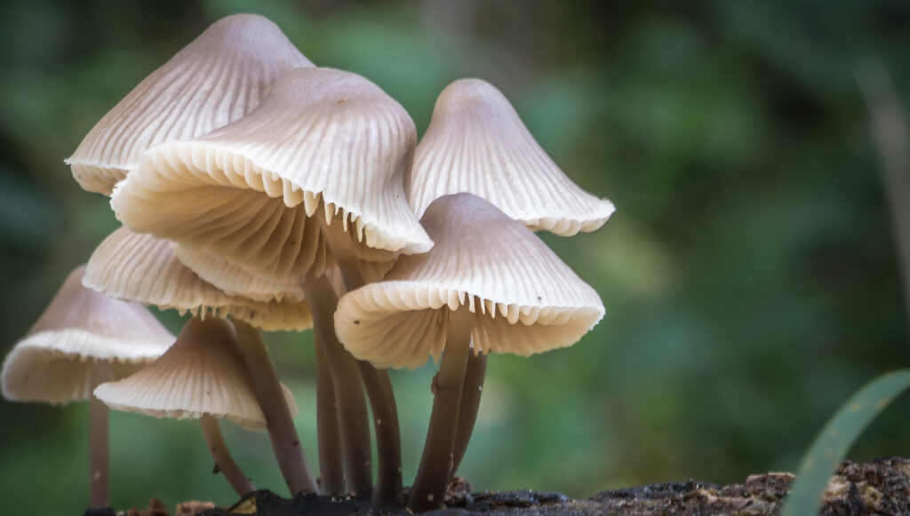 Can You Identify These Mushrooms From an Image?