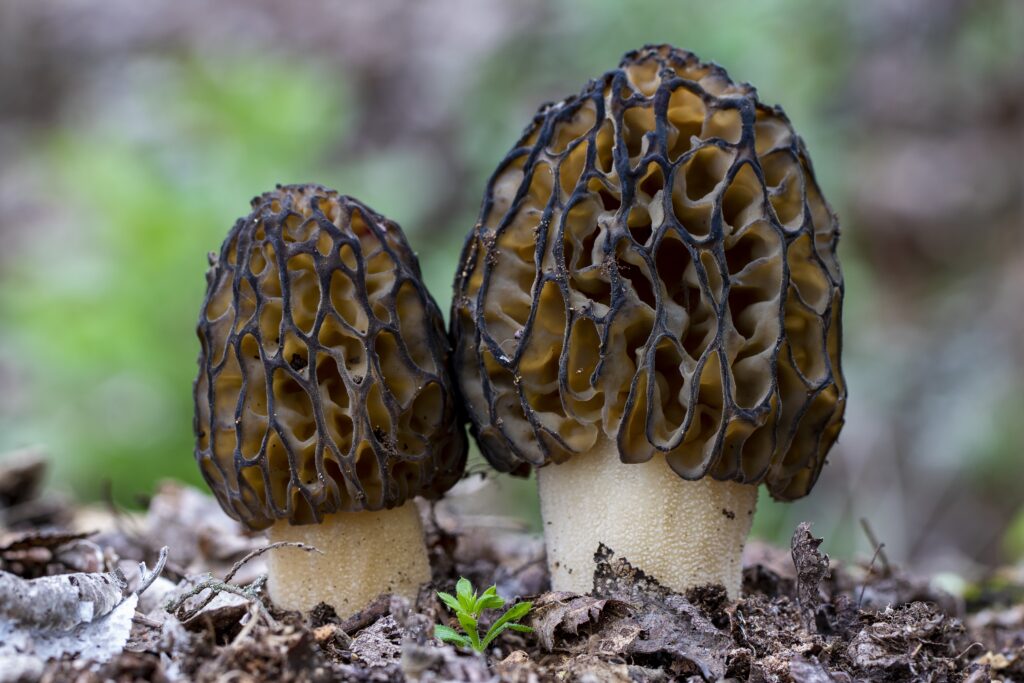 Closeup of true morel mushrooms surrounded by autumn leaves  against a blurry background