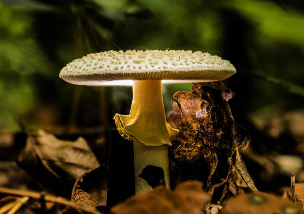 Closeup shot of wild mushrooms